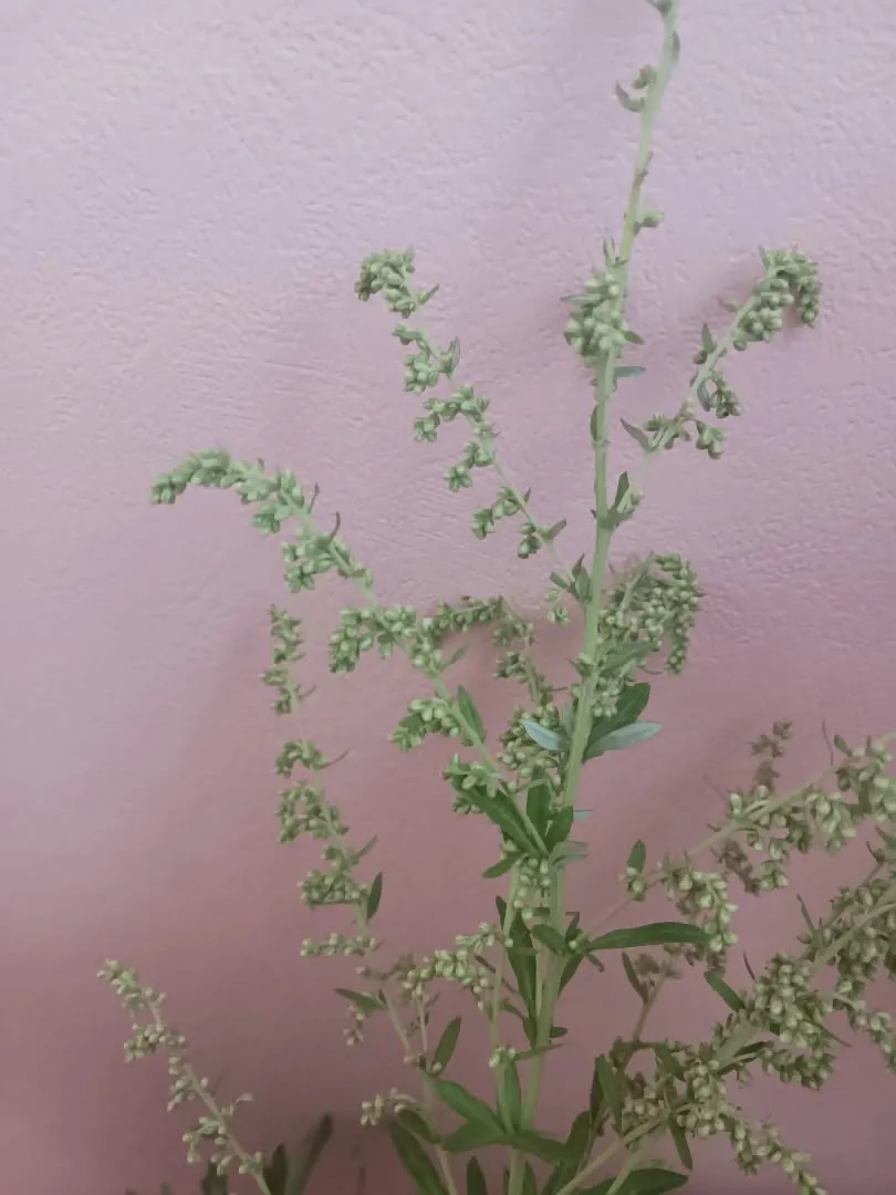 当サロンでも黄土漢方蒸しや